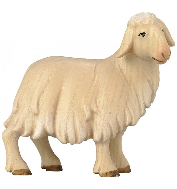 18510 - Sheep standing COLOR