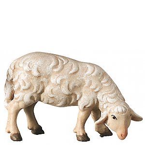 24300 - Sheep standing