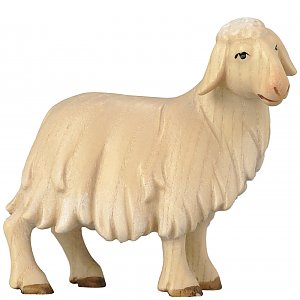 18510 - Sheep standing